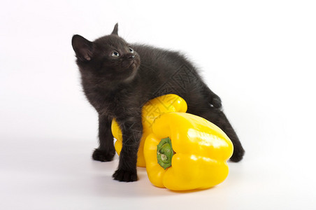 美丽的苏格兰幼猫配上黄胡椒图片