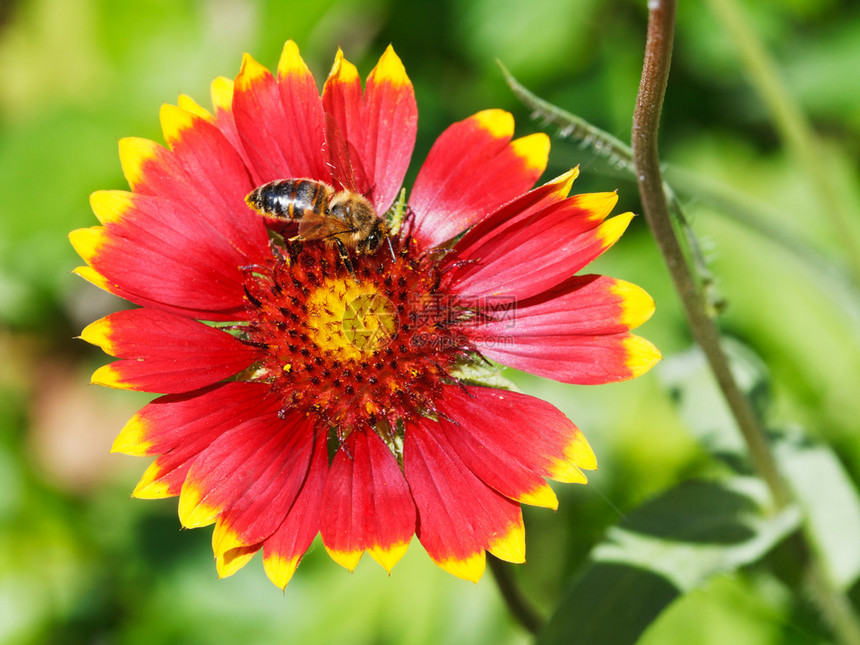 在夏日从Gaillardia花朵中采图片