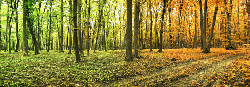 森林里的夏秋交替季节图片