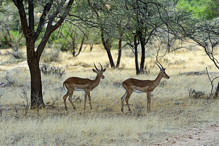 野外非洲大草原上的格兰特瞪羚图片