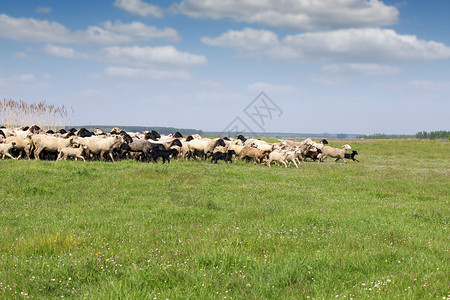 在田野上奔跑的羊群图片