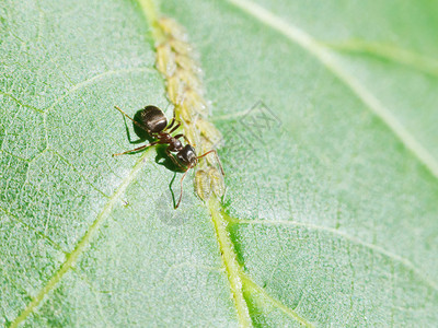 在核桃树叶子上吃草的蚂蚁群特写图片
