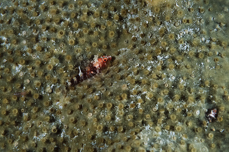 软珊瑚上的小热带鱼图片