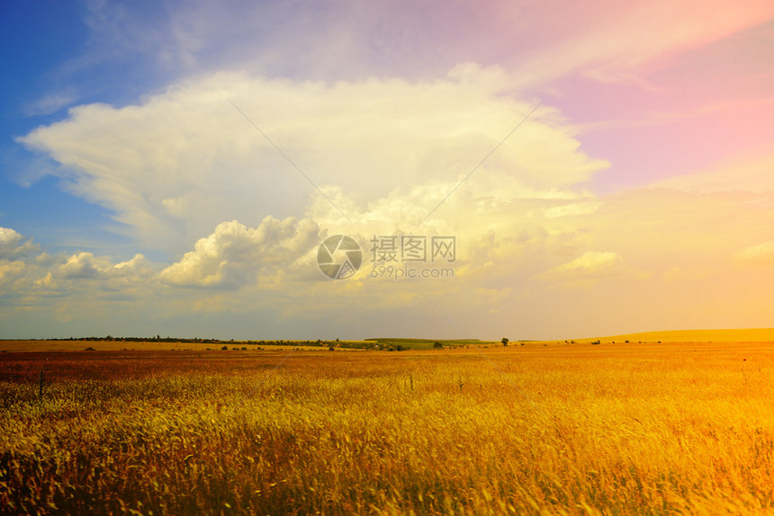金色麦田蓝粉色天空云淡风轻的田园风光图片