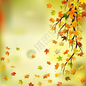 秋天枫叶在自然背景上的分支图片