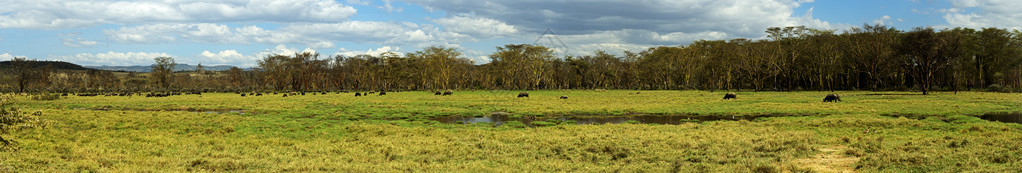 非洲大草原上非洲水牛图片