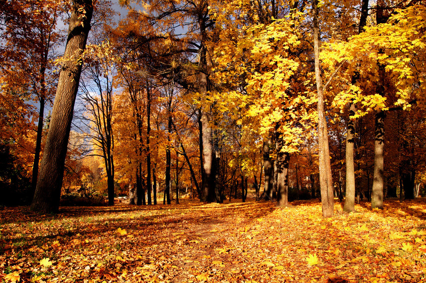 有黄色叶子的秋天森林图片
