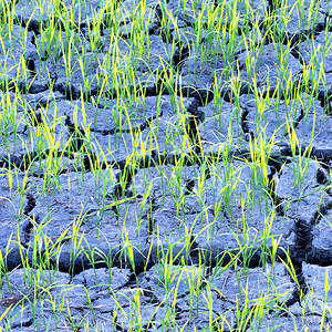 田地干燥稻苗在生长图片