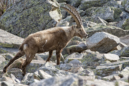 一只孤立的ibex鹿长角羊关闭了意大利多洛米人棕色和岩图片
