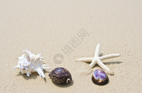 以沙子为背景的贝壳和海星图片