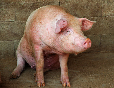 农村场猪圈里的大粉红猪图片