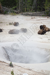 黄石公园的一个蒸汽喷口附近听到水牛或水牛的呼声图片
