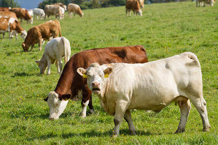奶牛和公牛在牧场图片