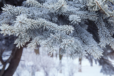 圣诞树背景下雪图片