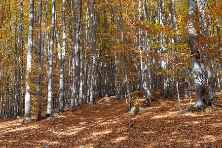 银色山毛榉树对着干树叶图片