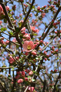 开花的苹果在春天开花图片