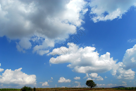 蓝天白云草地上一棵树的风景图片