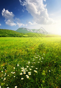 山谷中的绿色田野美丽的夏日风景图片