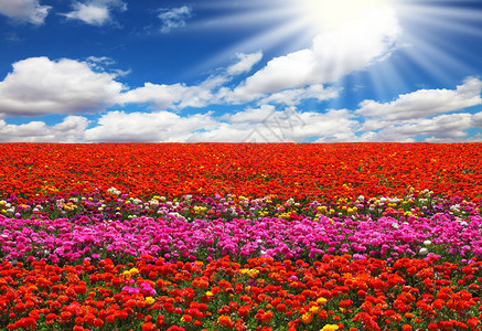春天在以色列的领域巨大的红色和粉红色花图片