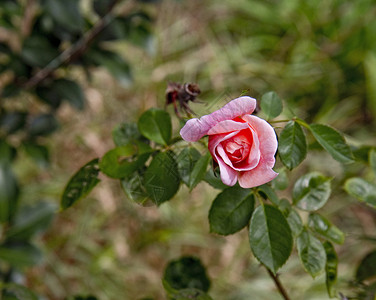 在季节的花园里只有一个粉红色的玫瑰被濒临灭绝图片