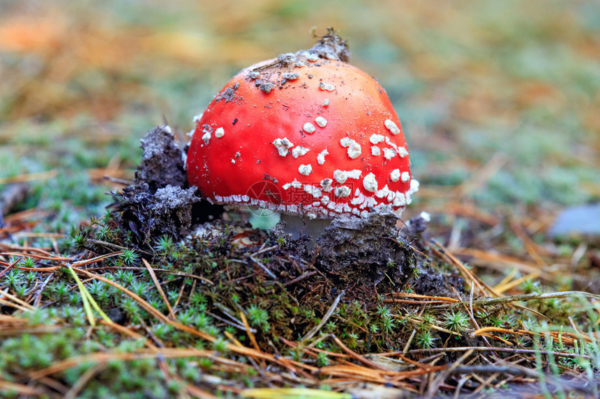 森林里漂亮的红木耳飞菇图片