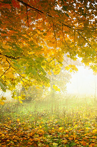 雾林清晨秋初地貌自然背图片