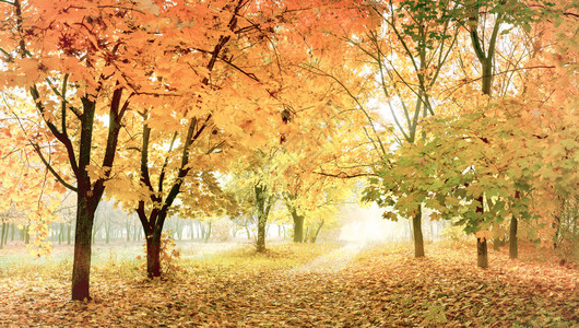 阳光明媚的森林中的金色秋天图片