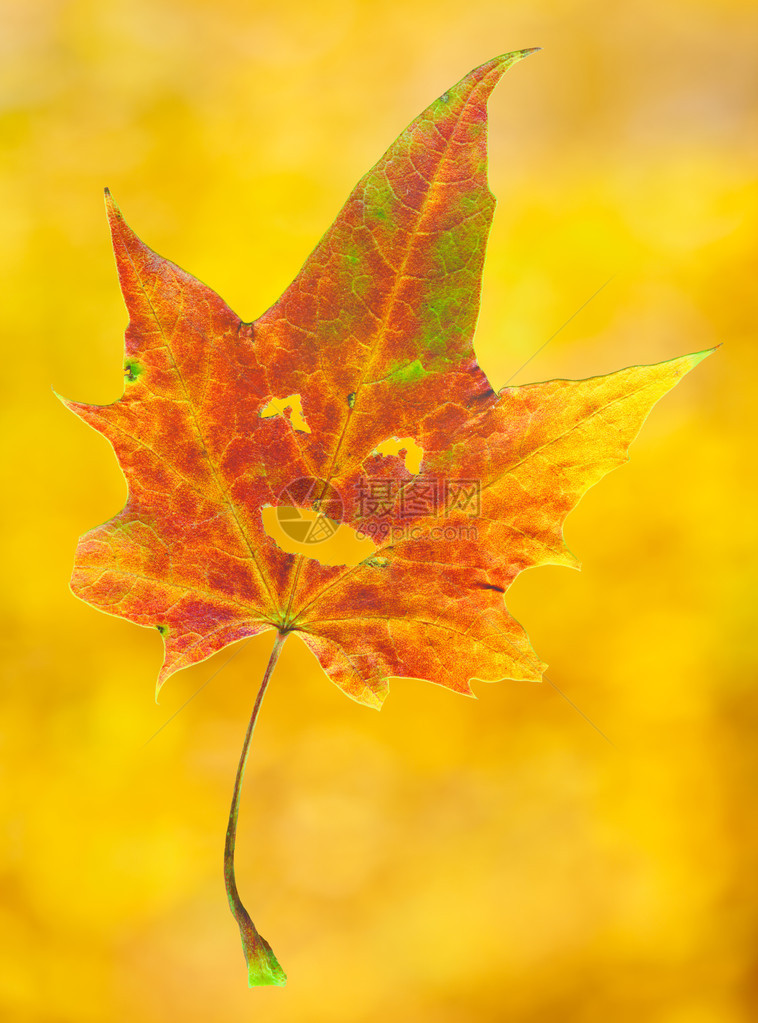 在秋叶落幕背景的失焦布基山上被隔图片