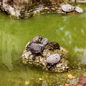 成群结队的水龟安全上石背景图片