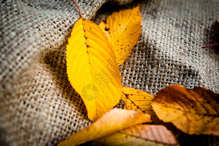 在麻布背景的黄色秋叶图片