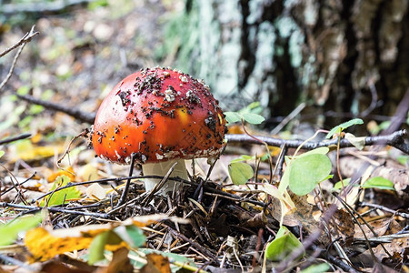 一个带红帽子的蘑菇塔生长在一片森林上在秋叶图片