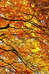 枫枝有黄色橙色和红色的叶子图片