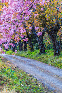 路边的樱花和樱花树图片