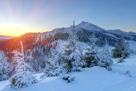 冬天山上的雪树图片