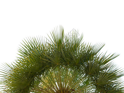 白色背景上棕榈树的特写叶子图片