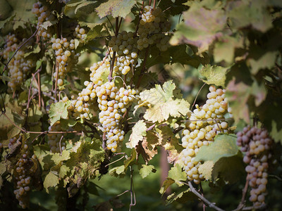 葡萄园里的葡萄酿酒者秋图片