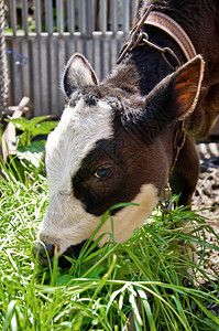 小母牛在谷仓里吃绿草图片