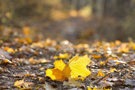 秋天公园里美丽的黄叶图片