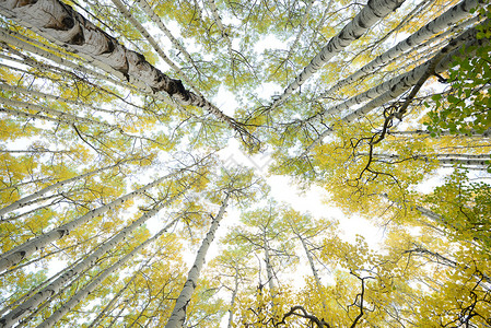 科罗拉多州秋天的白杨树背景图片