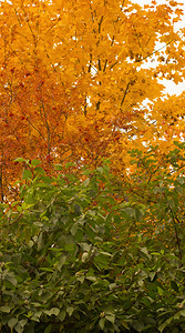 秋天树上是绿叶黄叶红叶图片