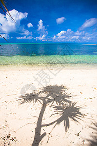 沙漠岛屿上的小热带椰子棕榈图片