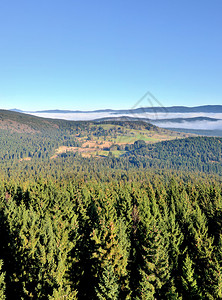 有晨雾的山谷和蓝天下的森林图片