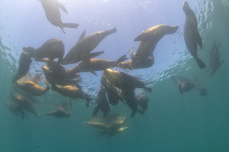 海狮家族的海豹在沙高清图片