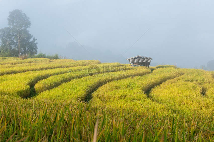 泰国北部的田间稻田PapongPaongp图片