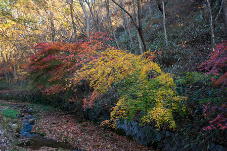 韩国迈山秋天的五颜六色的树木背景图片