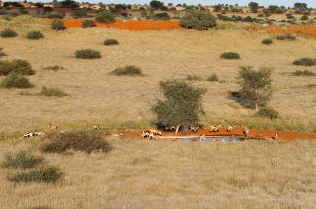 在纳米比亚一个水坑图片