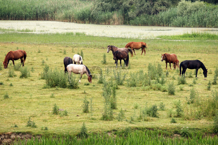 在牧场农田风景的马图片