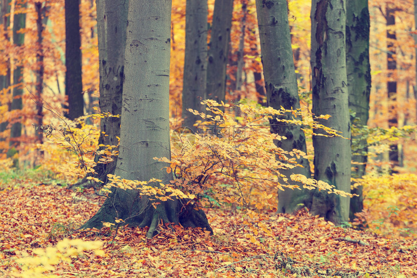 森林中多彩的秋树图片