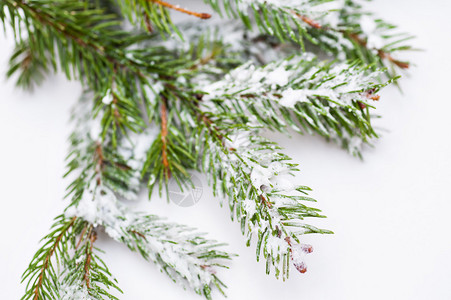 覆盖着雪细节的云杉树图片