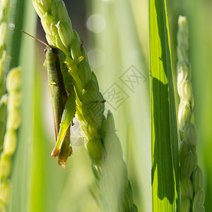 害虫农业水稻上的绿色蚱蜢图片